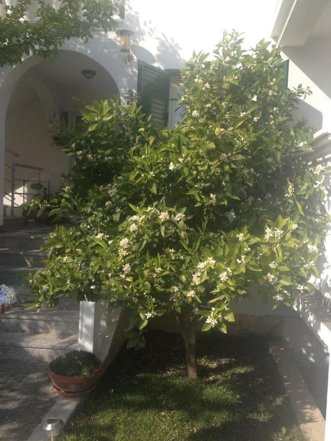 Apartmani Vukicevic Βόντιτσε Εξωτερικό φωτογραφία
